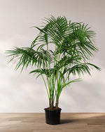 Load image into Gallery viewer, Large 6-7ft Palm Tree

