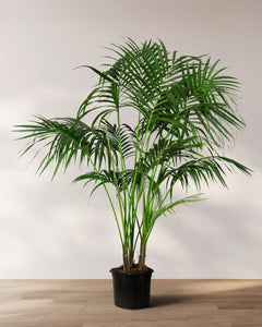 Large 6-7ft Palm Tree