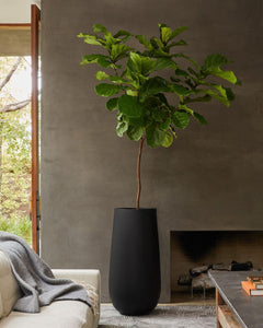 Large 8ft Fiddle Leaf Fig Tree