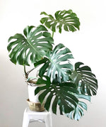 Load image into Gallery viewer, Large 3-4ft Monstera
