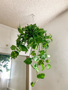 Medium Plant Bundle