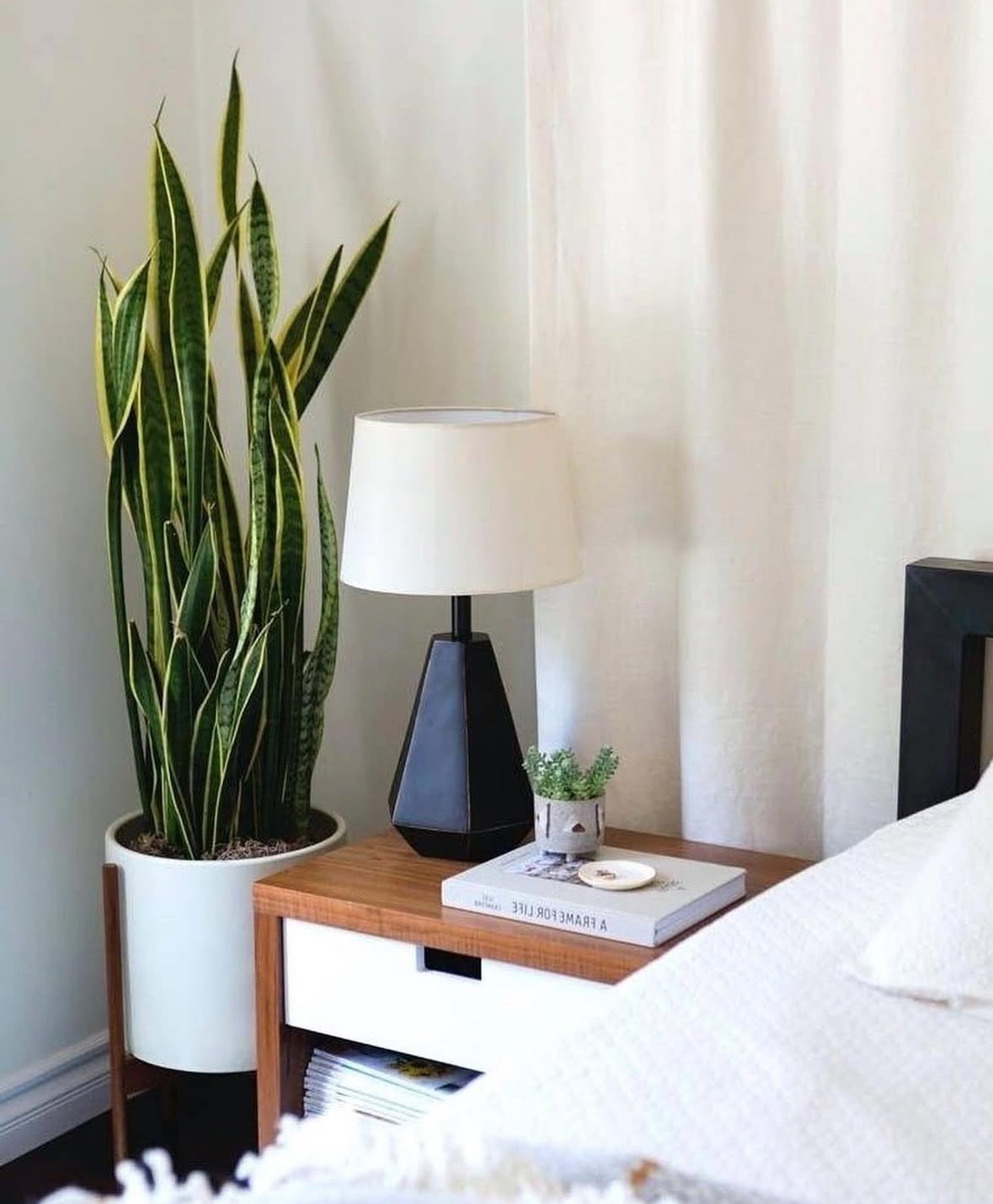 Medium Plant Bundle