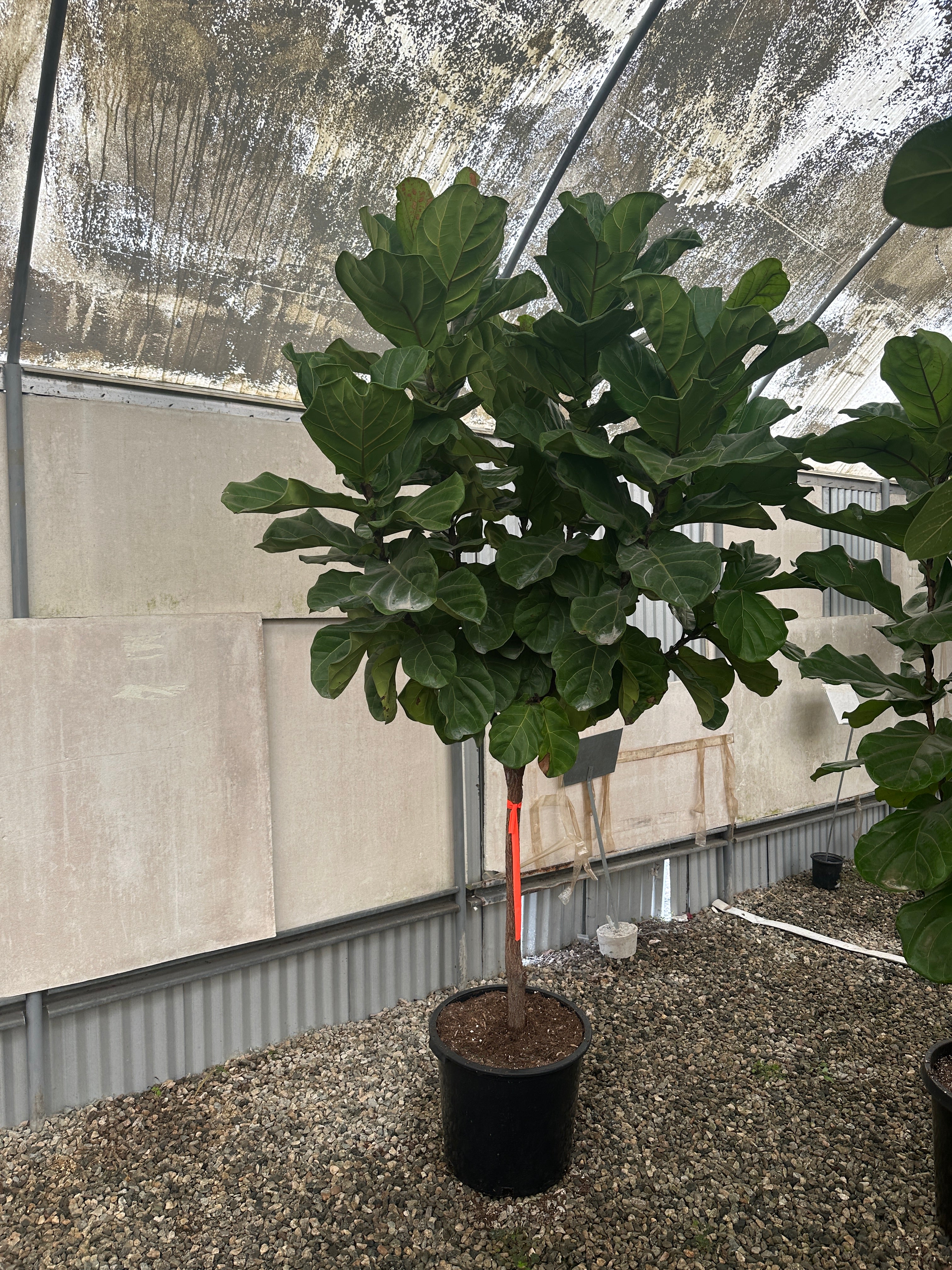 Large 10ft Lollipop Fiddle Leaf Fig Tree