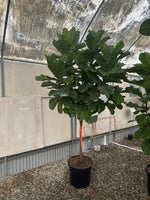 Load image into Gallery viewer, Large 10ft Lollipop Fiddle Leaf Fig Tree
