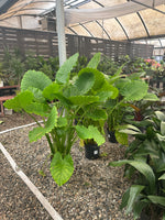 Load image into Gallery viewer, 5ft Alocasia Elephant Ear
