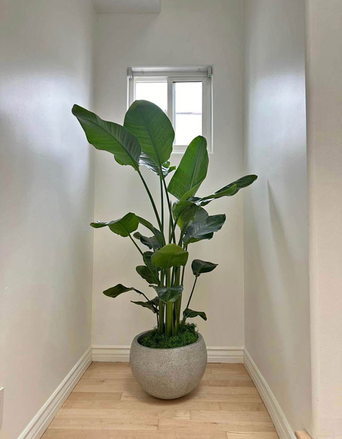 Large 6-8ft Birds of Paradise