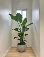 Load image into Gallery viewer, Large 6-8ft Birds of Paradise
