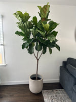 Load image into Gallery viewer, Large 8ft Fiddle Leaf Fig Tree
