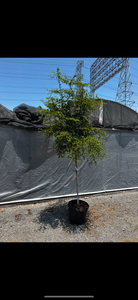 8-10ft Black Olive Tree
