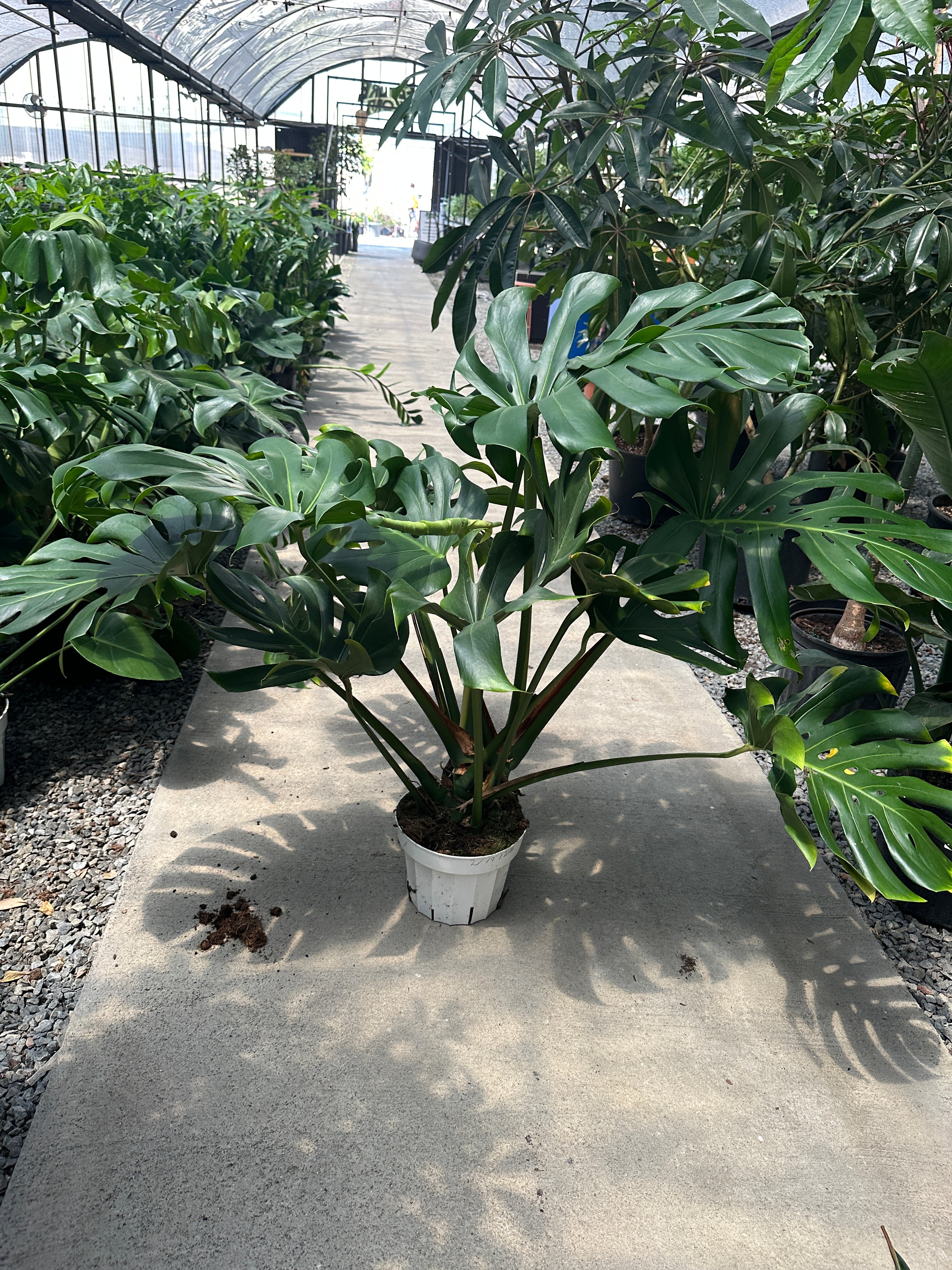 Large 3-4ft Monstera