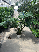Load image into Gallery viewer, Large 3-4ft Monstera
