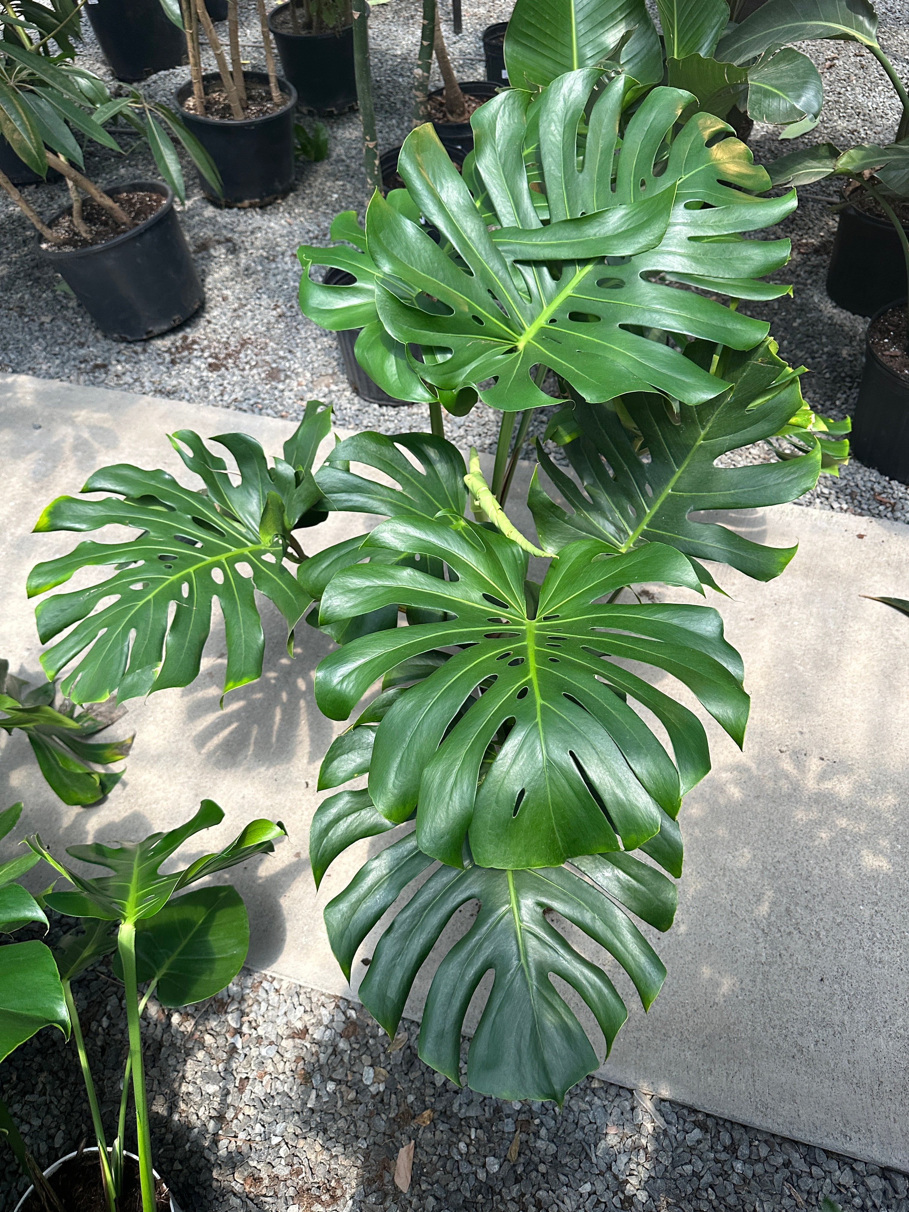 Large 3-4ft Monstera