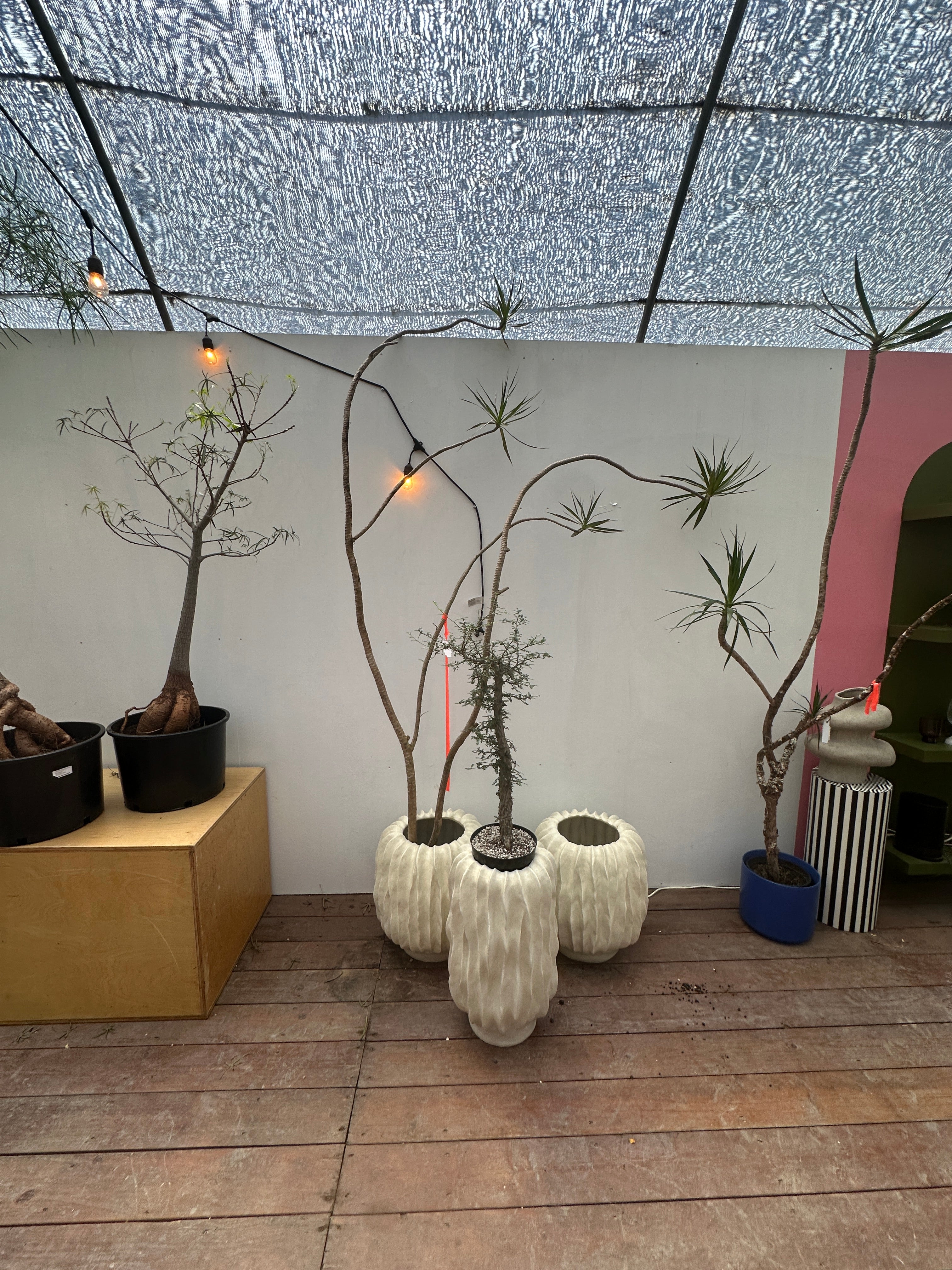 Specialty Pots