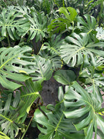 Load image into Gallery viewer, Large 3-4ft Monstera
